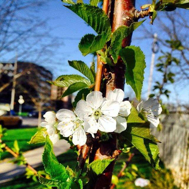 CLOSE-UP OF WHITE FLOWERS BLOOMING IN PARK