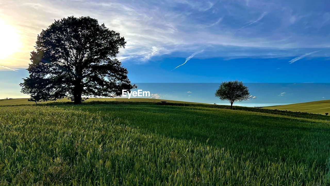 plant, landscape, sky, environment, field, tree, land, horizon, cloud, rural scene, nature, grass, beauty in nature, scenics - nature, agriculture, grassland, plain, growth, crop, green, tranquility, meadow, cereal plant, tranquil scene, no people, blue, morning, outdoors, single tree, sunlight, rural area, prairie, non-urban scene, farm, summer, food, flower, horizon over land, cloudscape, idyllic, pasture, barley, food and drink, hill, dramatic sky, natural environment