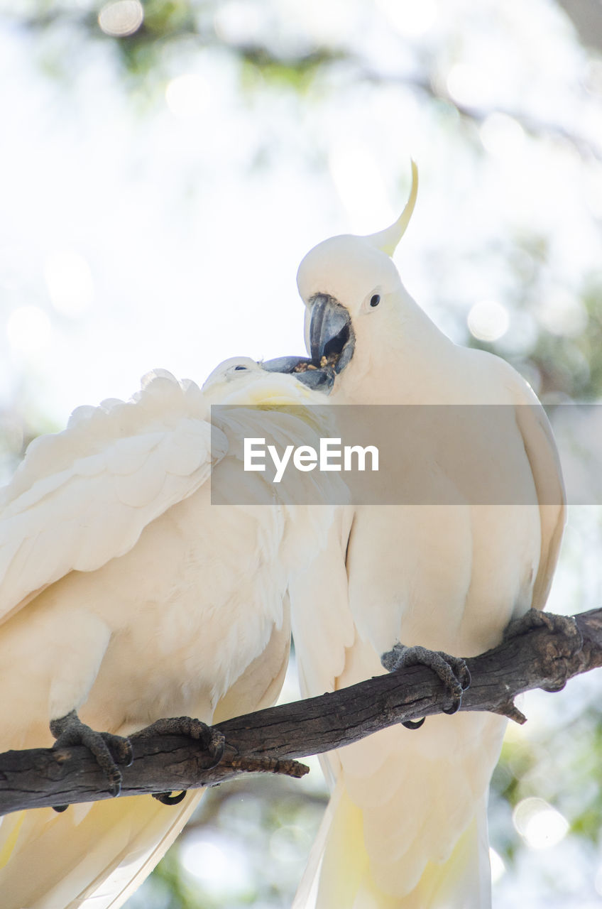 Sulphur crested cockatoo share a meal in the branches of eucalyptus tree. australian native birds.