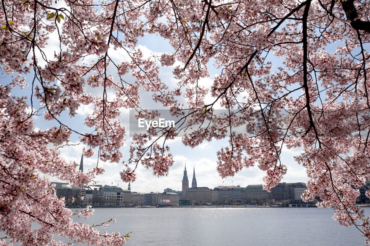 VIEW OF CHERRY BLOSSOM BY PLANTS AGAINST BUILDING