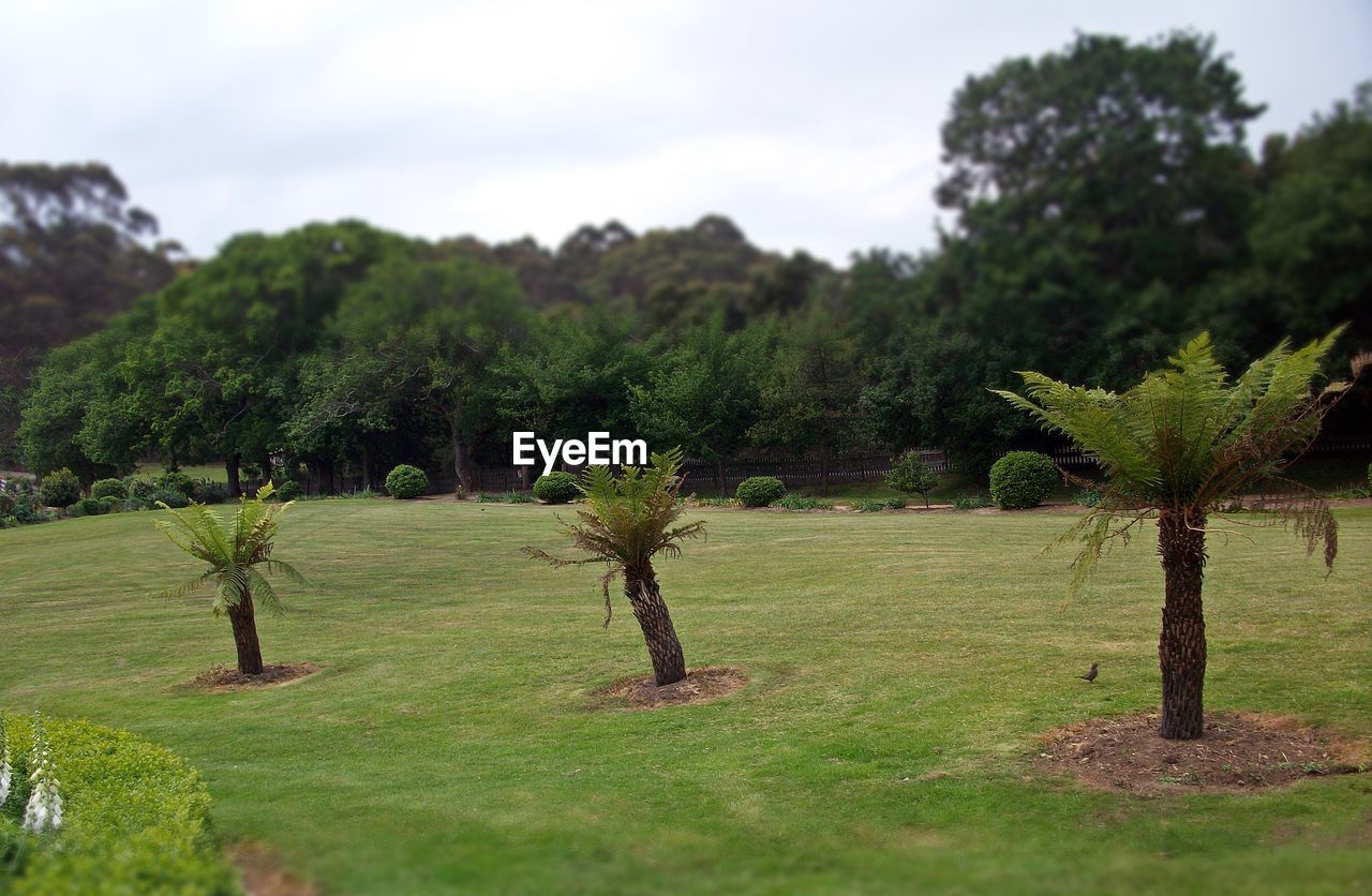 TREES ON FIELD