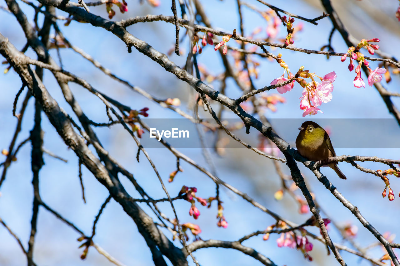 LOW ANGLE VIEW OF A BIRD PERCHING ON BRANCH