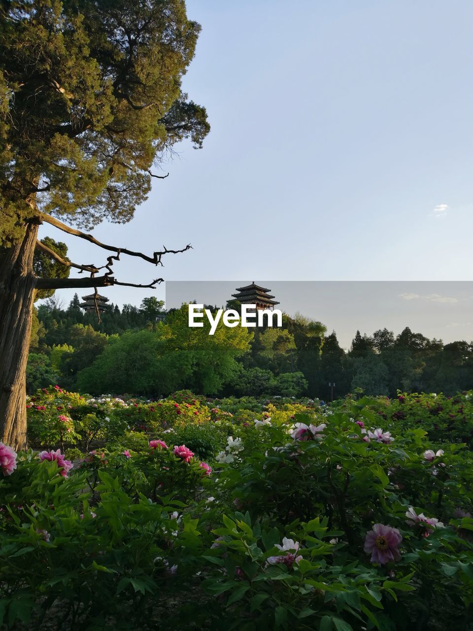 LOW ANGLE VIEW OF FLOWERS AGAINST TREES