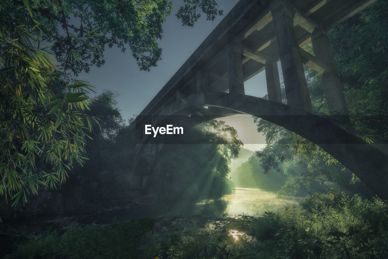 Low angle view of arch bridge in forest