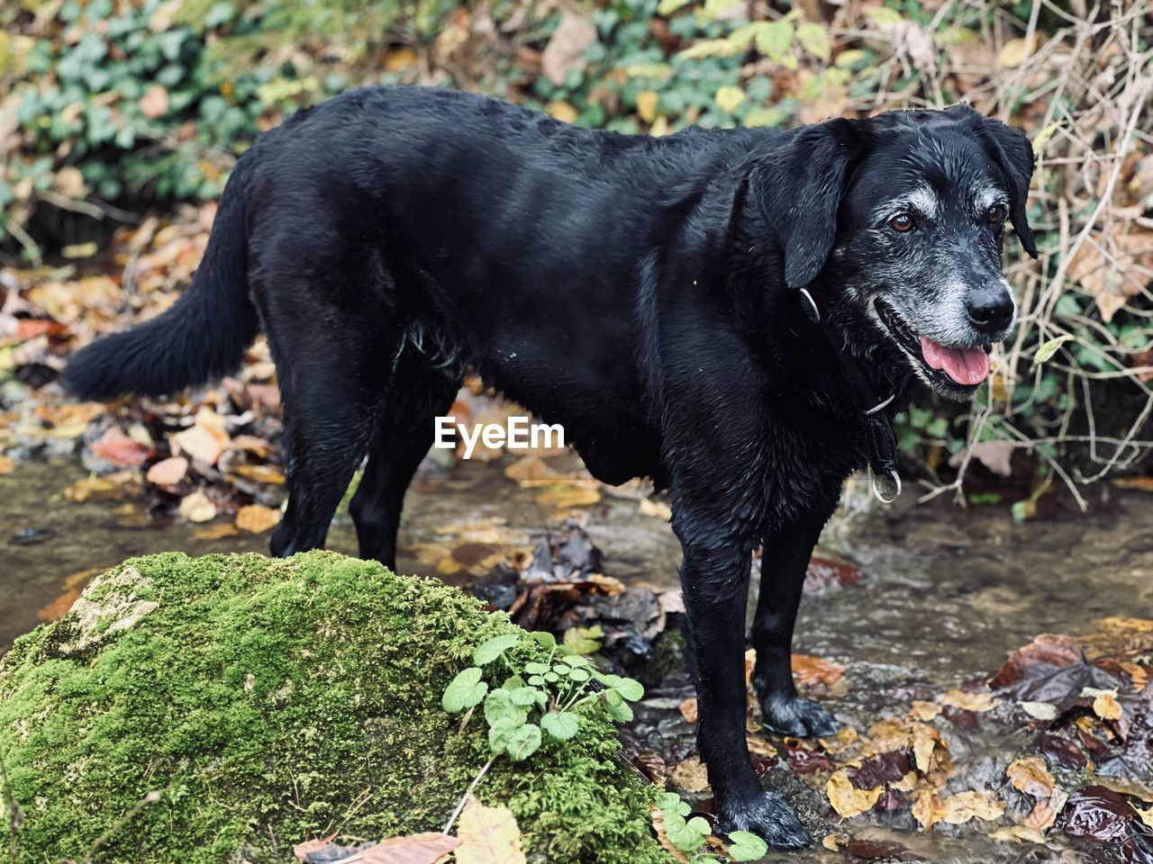 animal, animal themes, one animal, mammal, pet, canine, dog, domestic animals, black, labrador retriever, nature, no people, retriever, day, standing, outdoors, puppy, plant part, plant, land, carnivore, leaf, rock, full length, looking