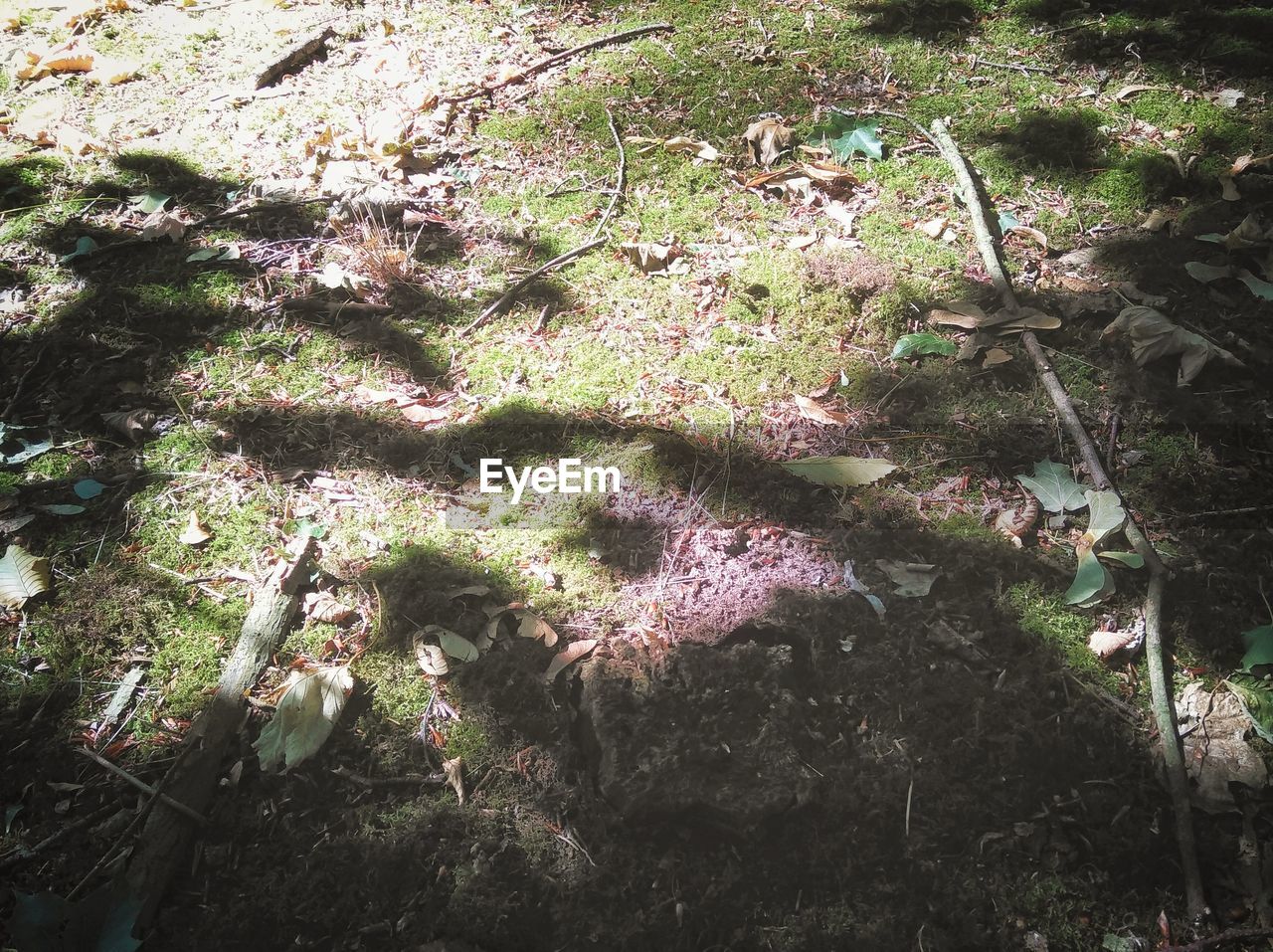 HIGH ANGLE VIEW OF TREE TRUNKS