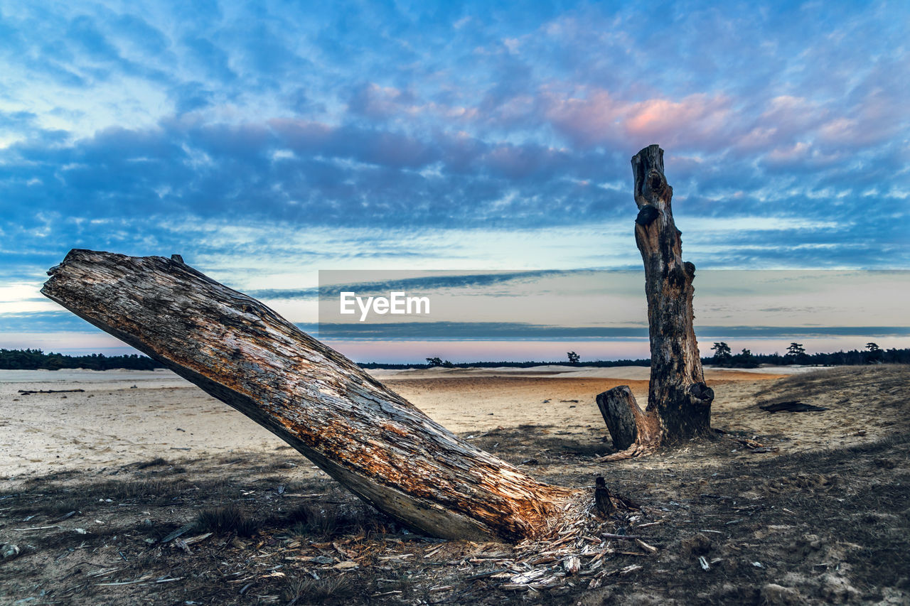 Tree trunks on sand at beach against sky