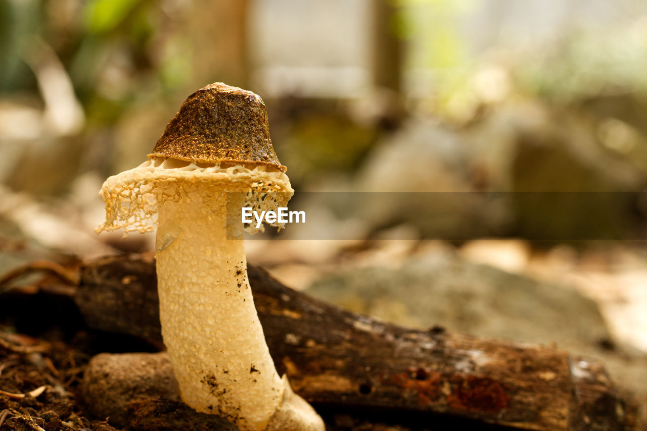 Jamur tudung pengantin or bridal veil mushroom or phallus indusiatus in the humid forest