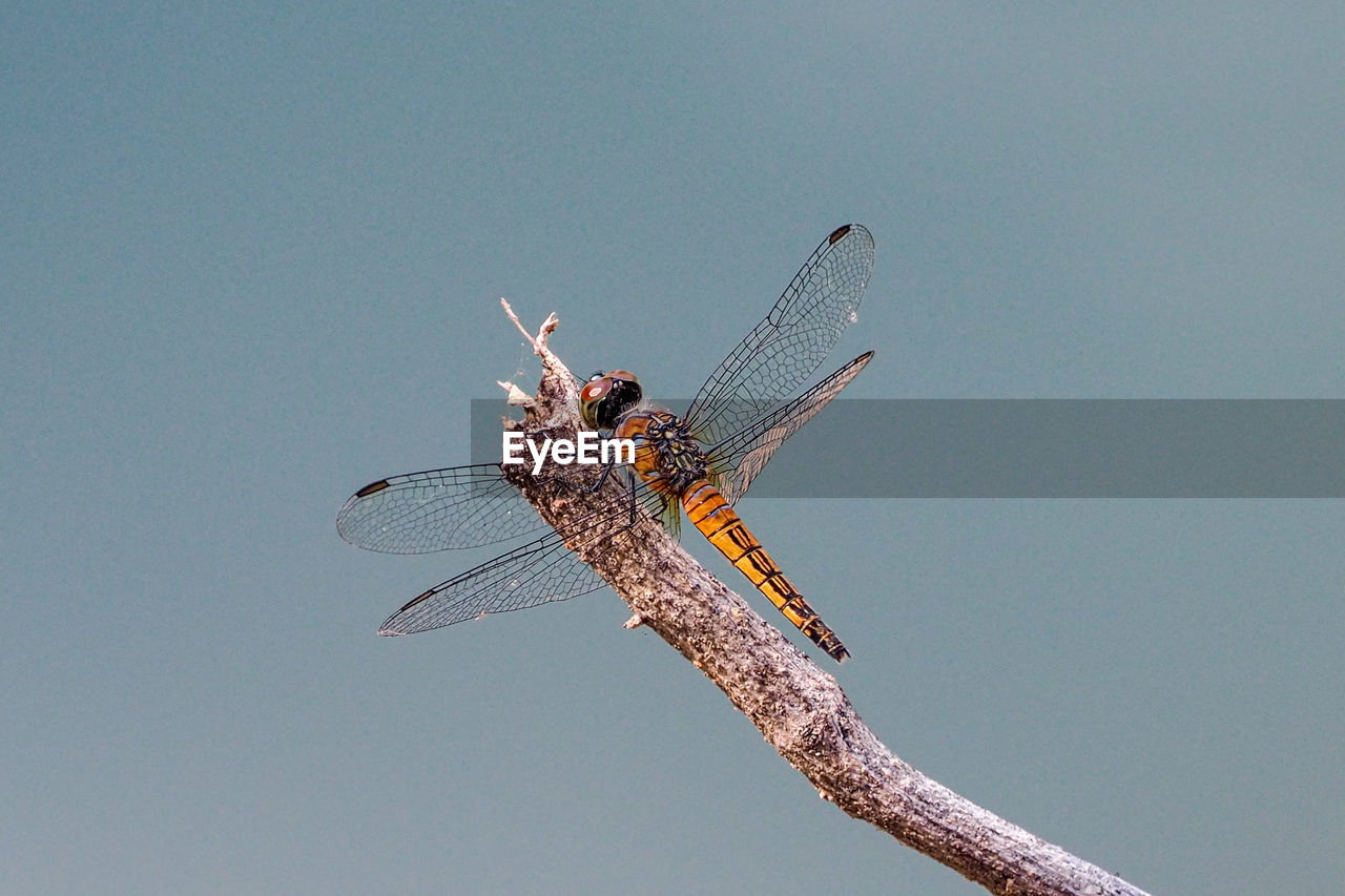 Close-up of dragonfly on twig