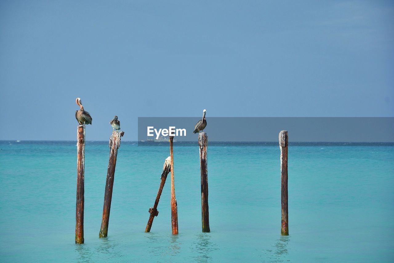 Pelicans perching on wooden posts in sea at eagle beach against clear sky