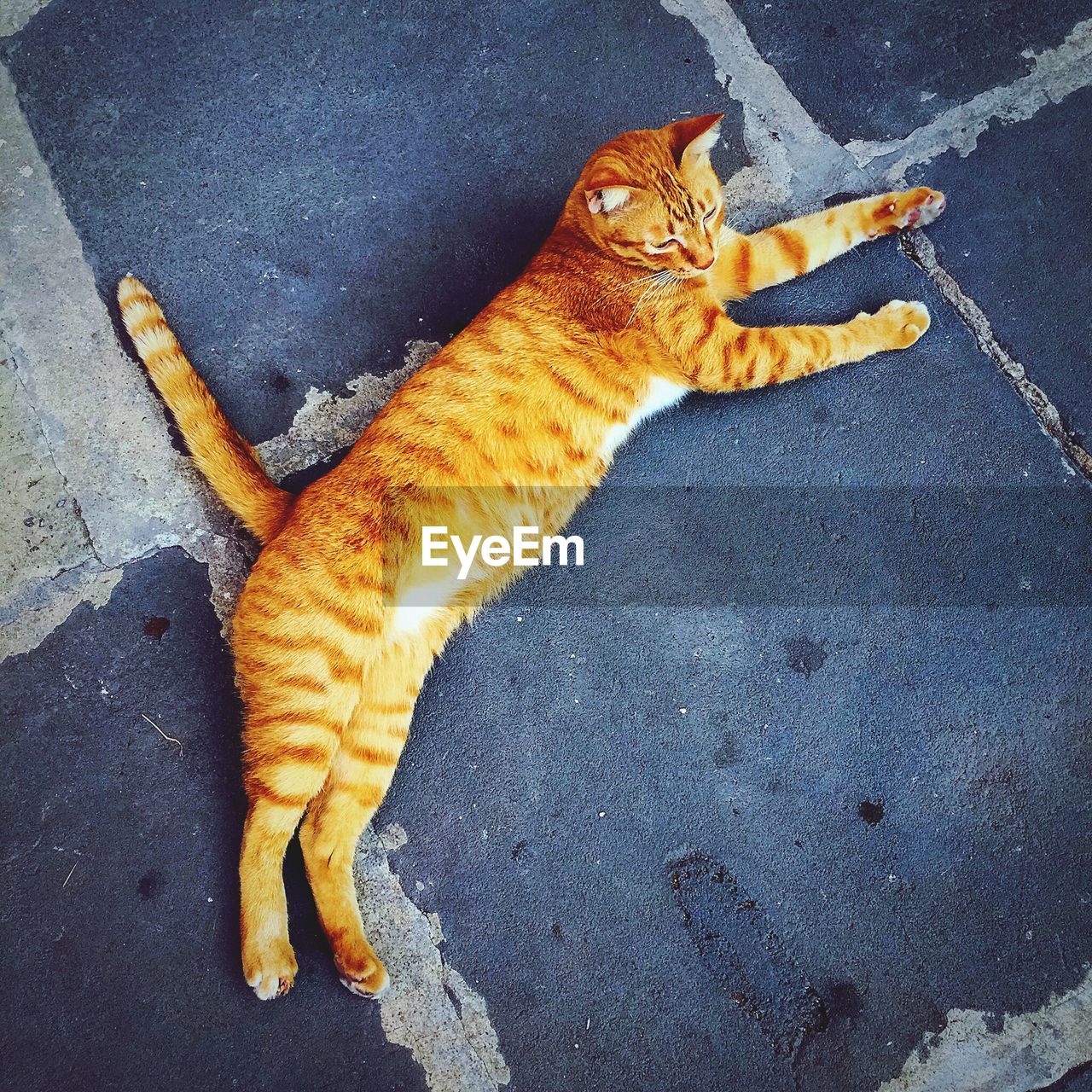 Ginger cat lying on side on sidewalk