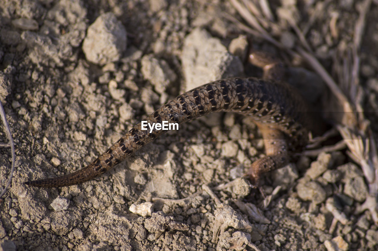 Close-up of lizard on field