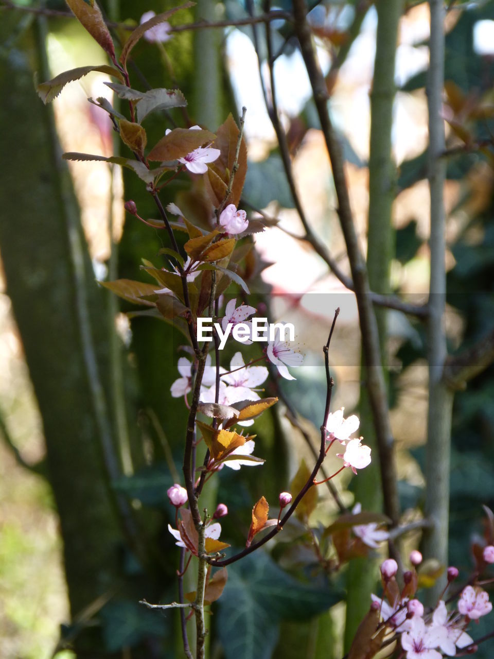 CLOSE-UP OF INSECT ON FLOWER TREE