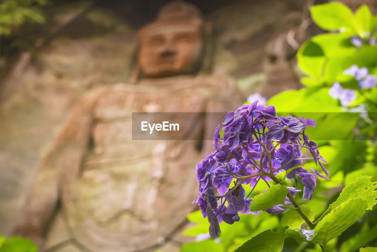Close-up on a purple hydrangeas flower with hyaku-shaku kannon buddha carved in mount nokogiri.