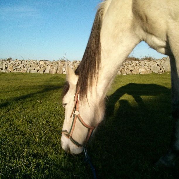 HORSES GRAZING ON GRASSY FIELD