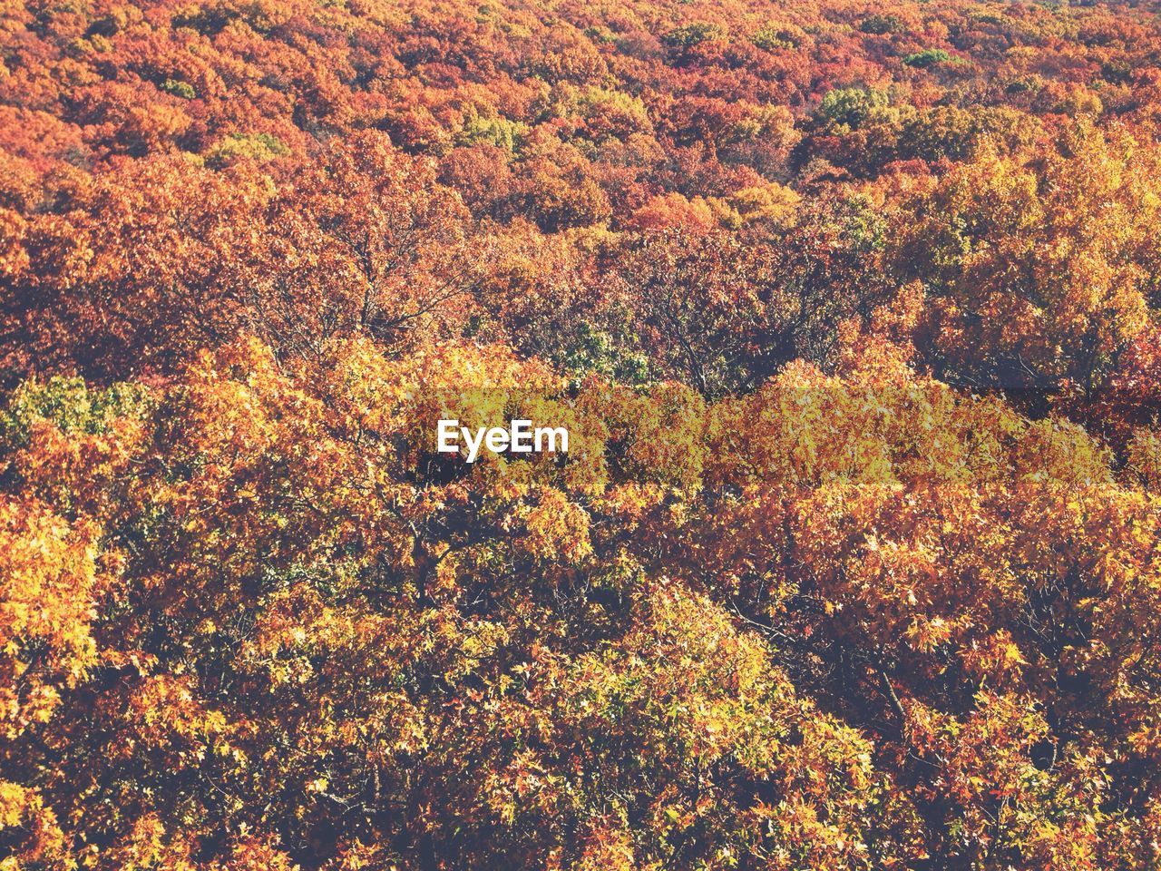 Full frame shot of trees on field during autumn