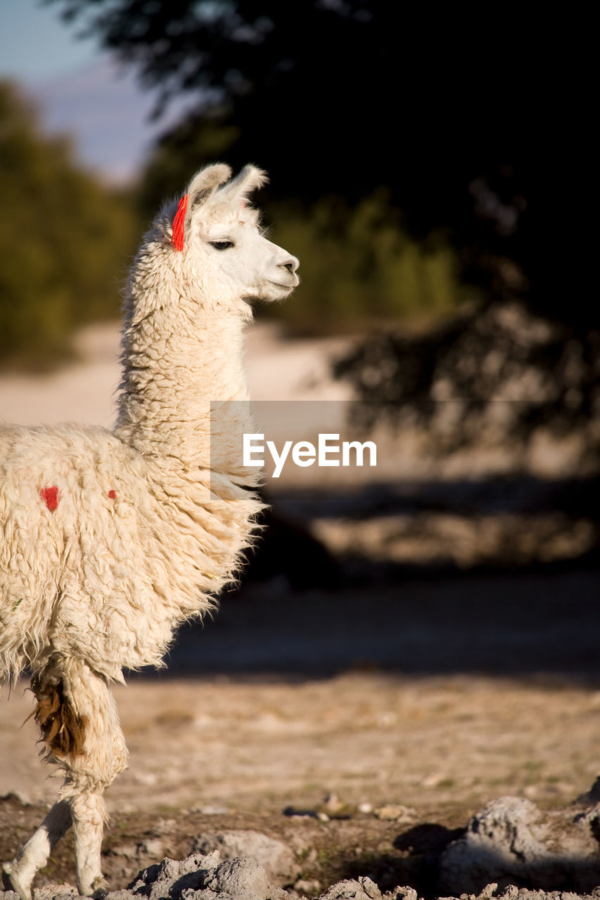 Alpaca in a oasis in the atacama desert, tambillo,  atacama desert, chile, south america