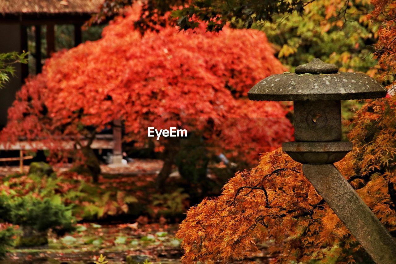 AUTUMN LEAVES ON TREE