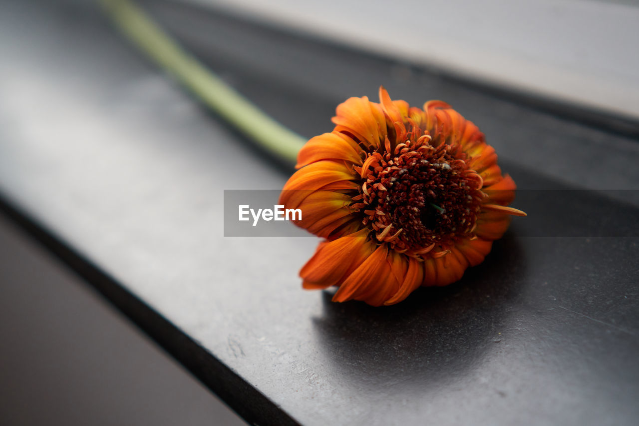 Close-up of orange flower