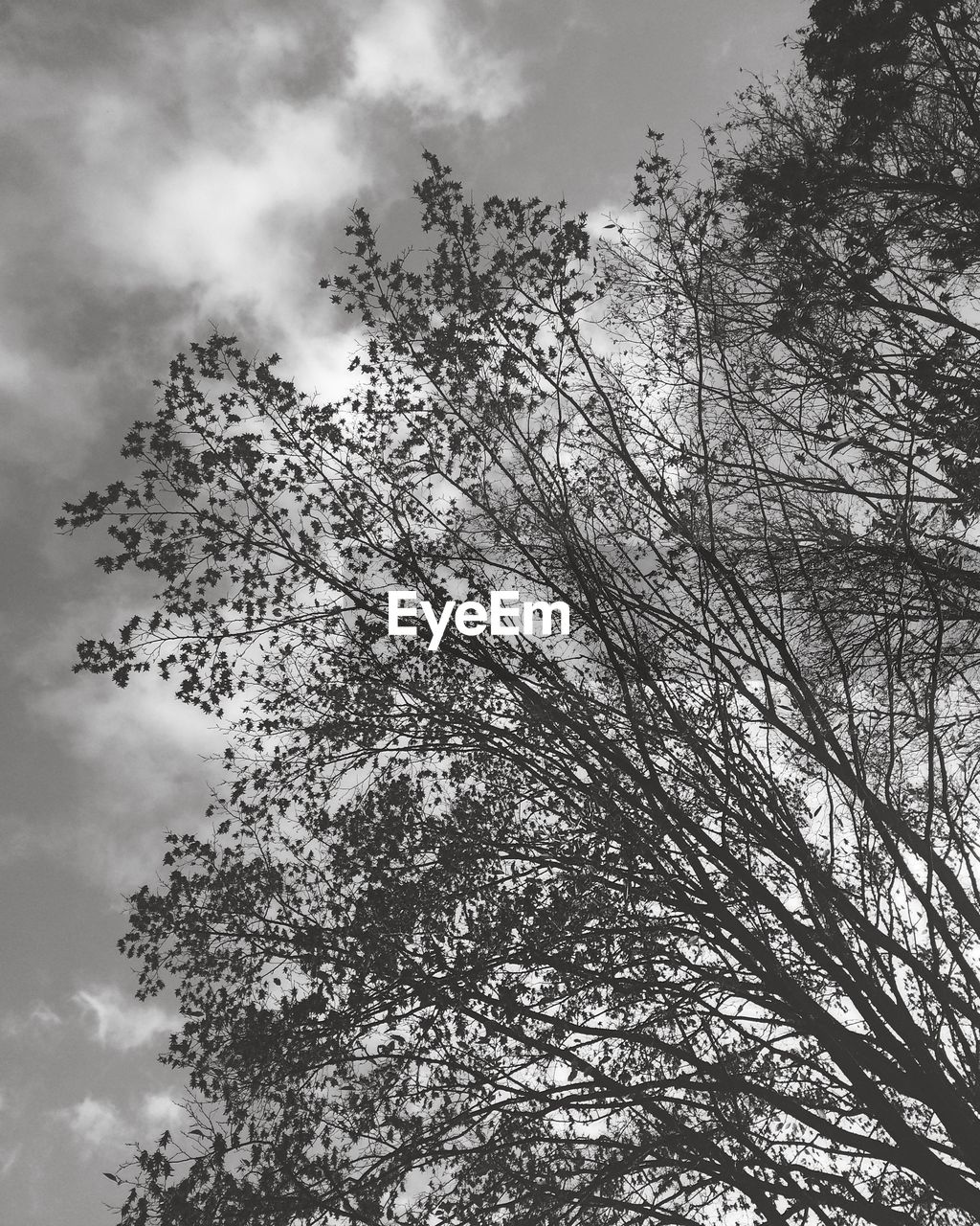 LOW ANGLE VIEW OF TREES AGAINST CLOUDY SKY