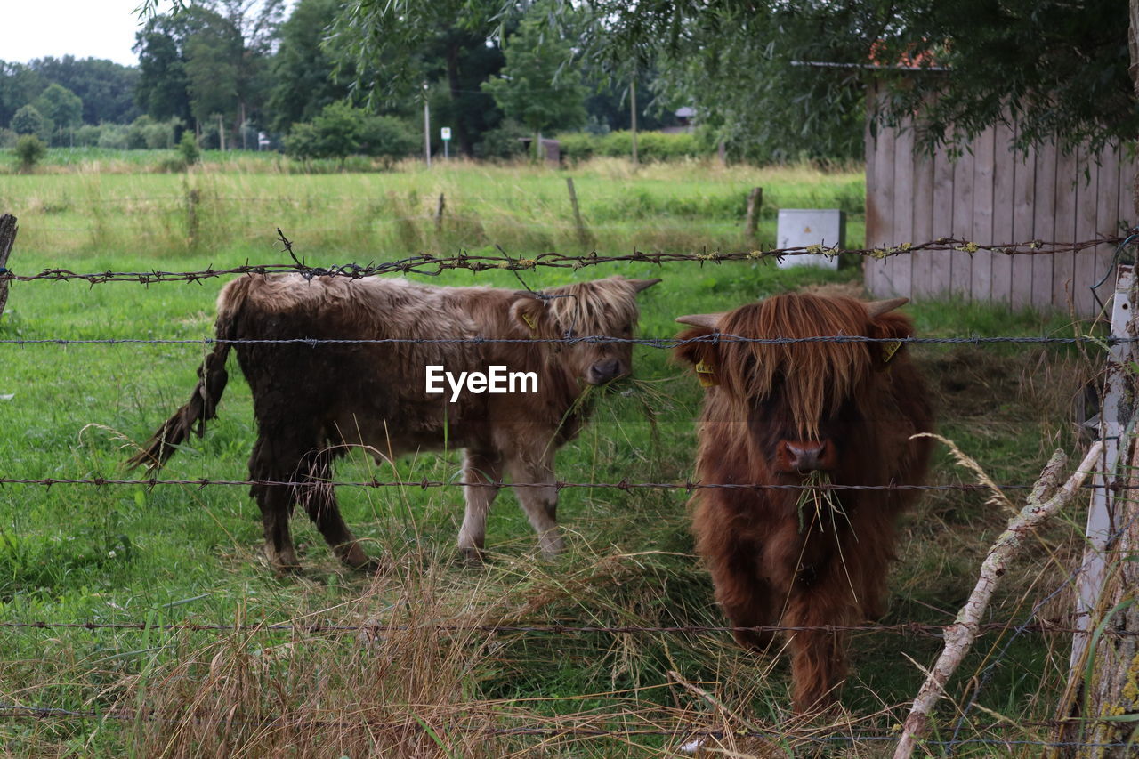 HORSES IN A FIELD