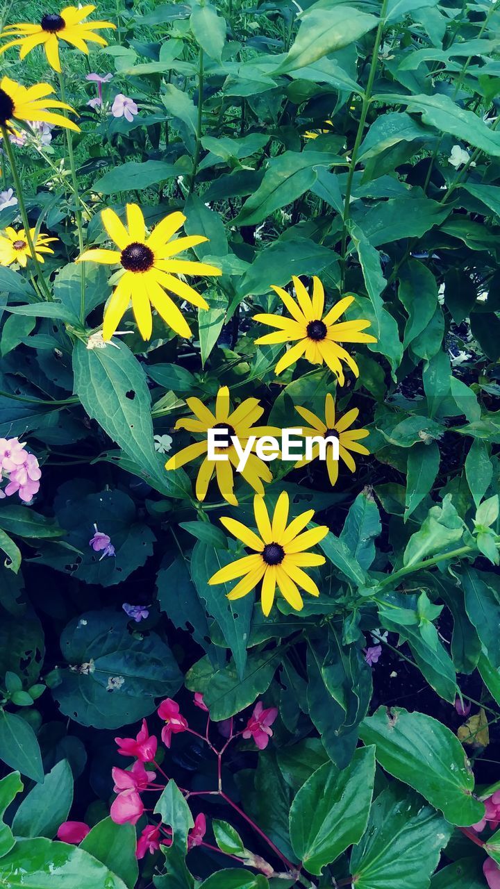 HIGH ANGLE VIEW OF YELLOW FLOWERING PLANT ON GREEN LEAF