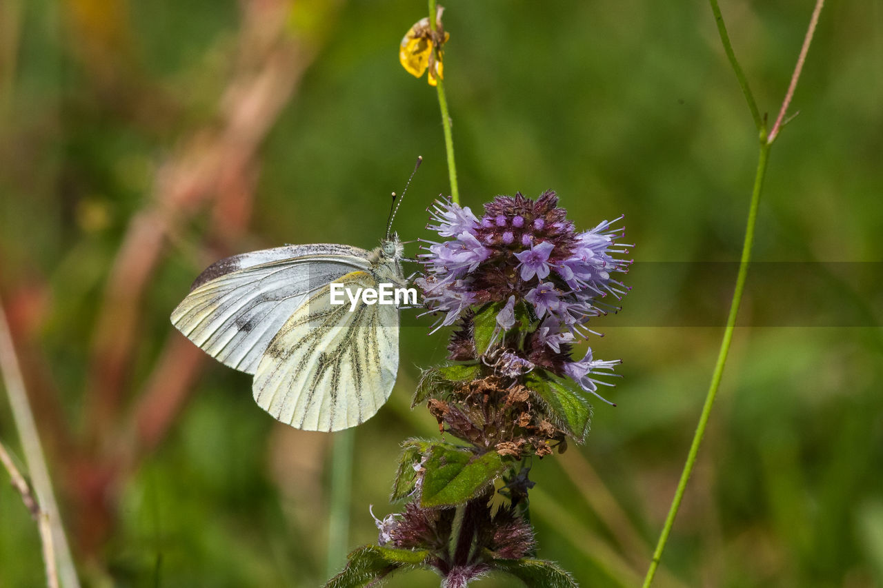 CLOSE-UP OF BUTTERFLY POLLINATING FLOWER