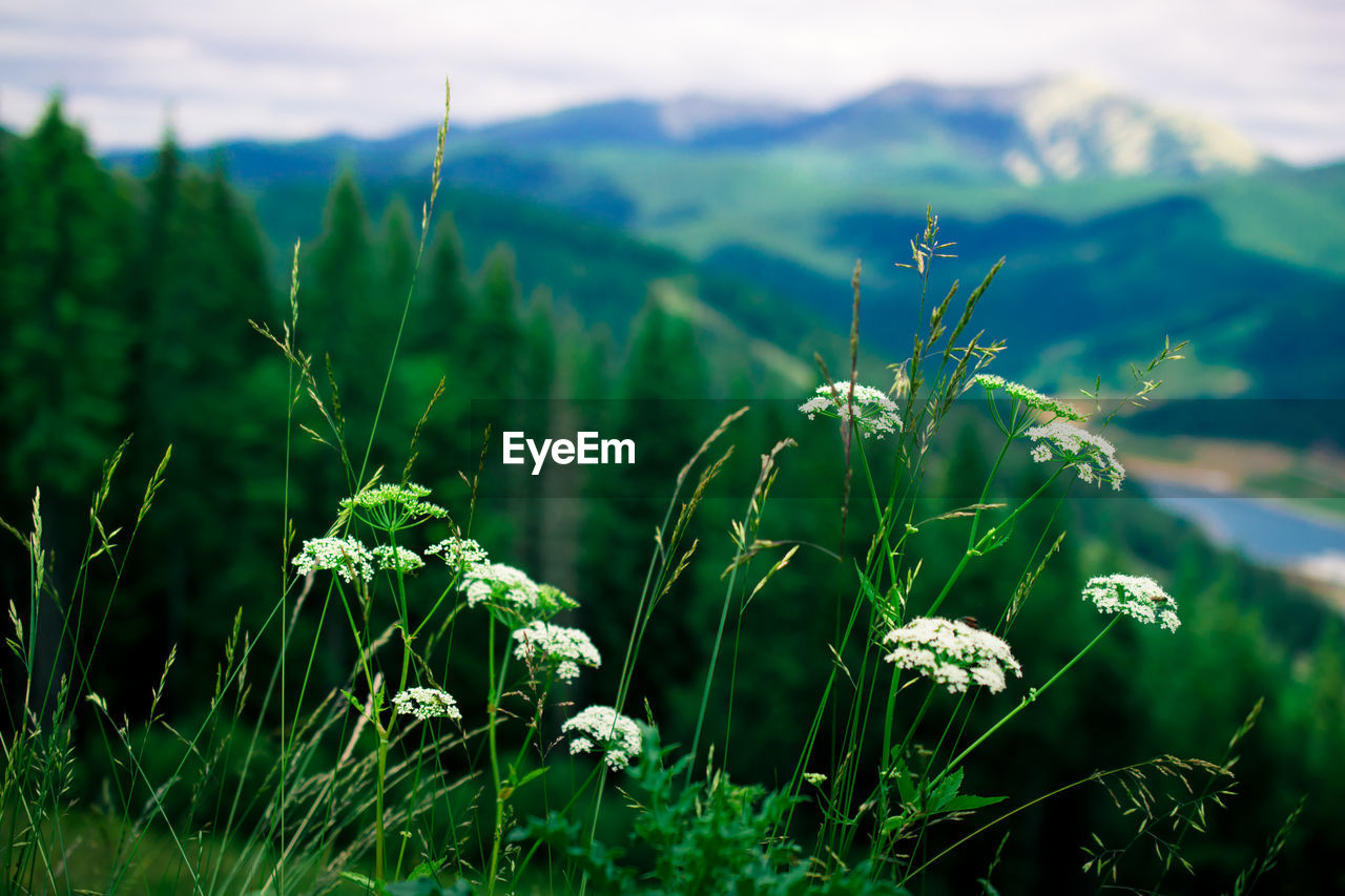 Cow parsnip blooming against mountains