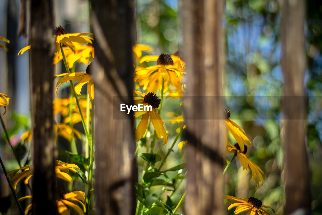 CLOSE-UP OF BEE ON YELLOW FLOWER