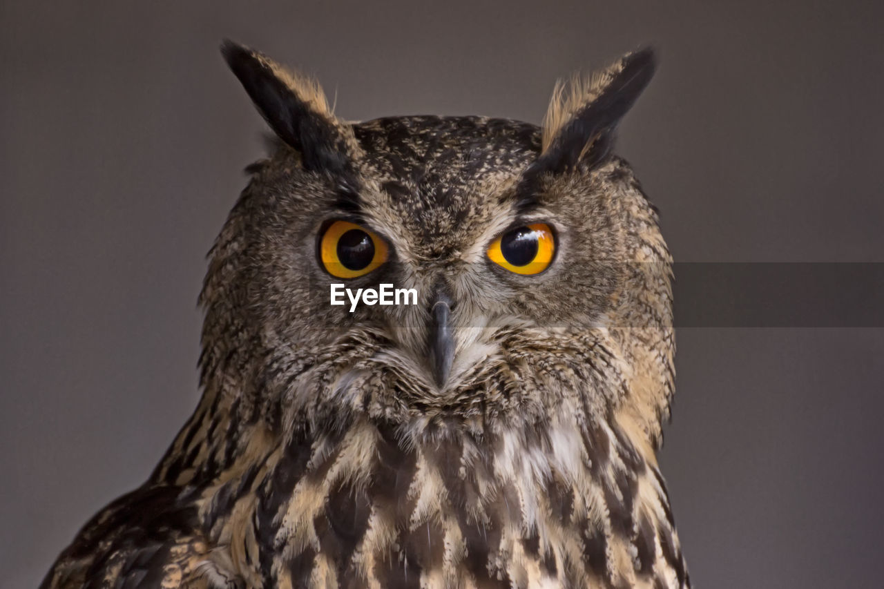 Close-up portrait of owl against gray background