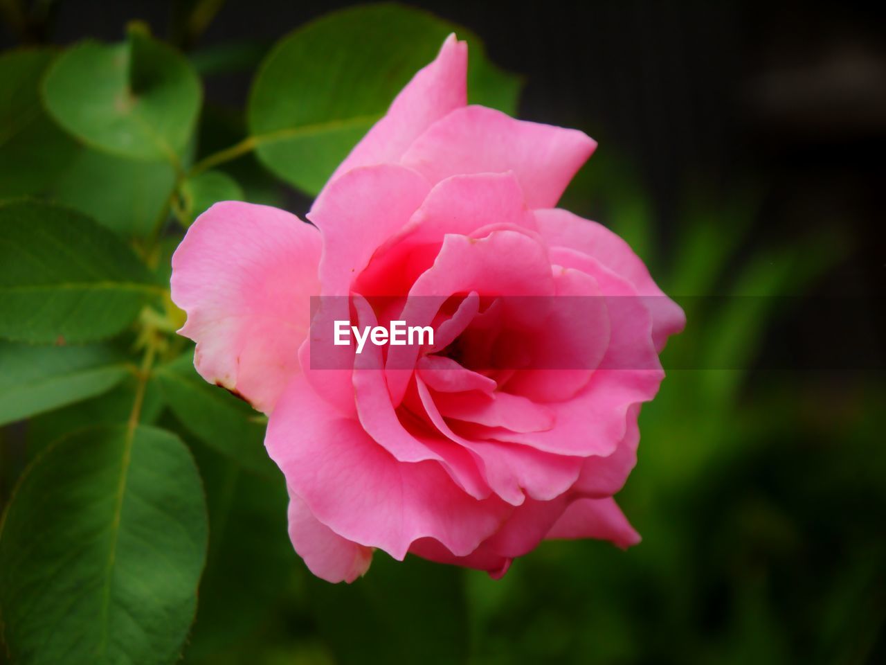 CLOSE-UP OF PINK ROSE AND PLANT