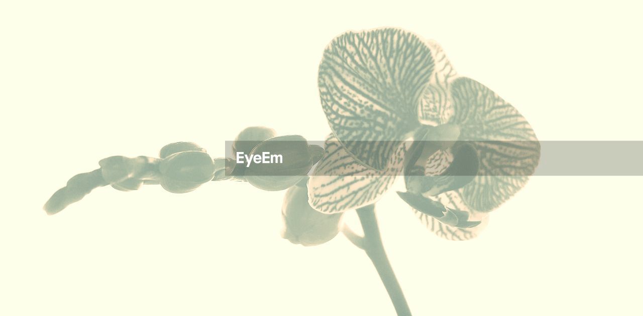 CLOSE-UP OF FLOWERS OVER WHITE BACKGROUND