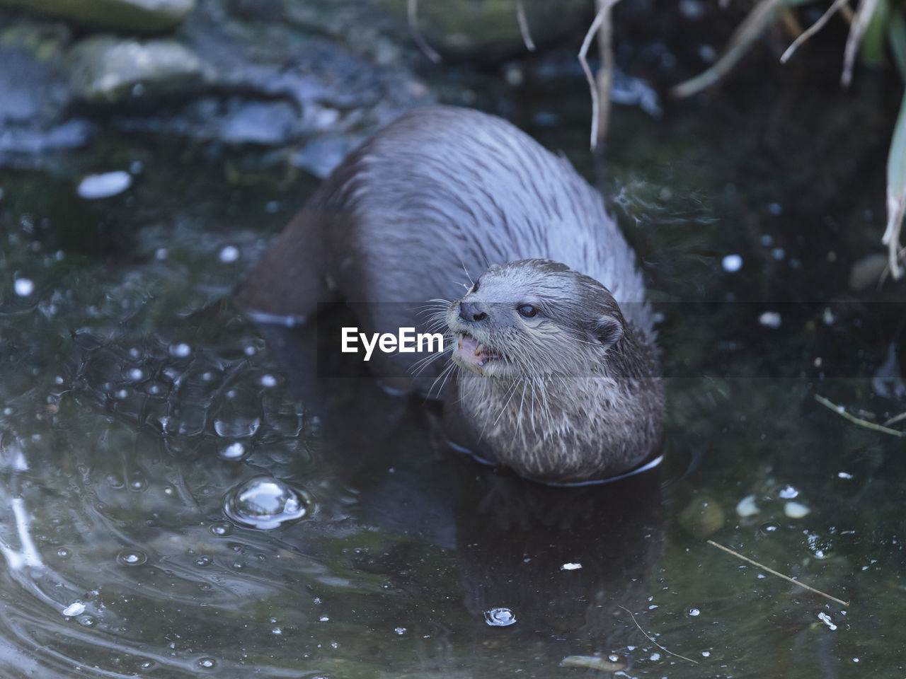 CLOSE-UP OF DUCK SWIMMING IN LAKE