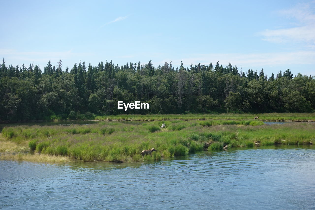 SCENIC VIEW OF LAKE AGAINST TREES