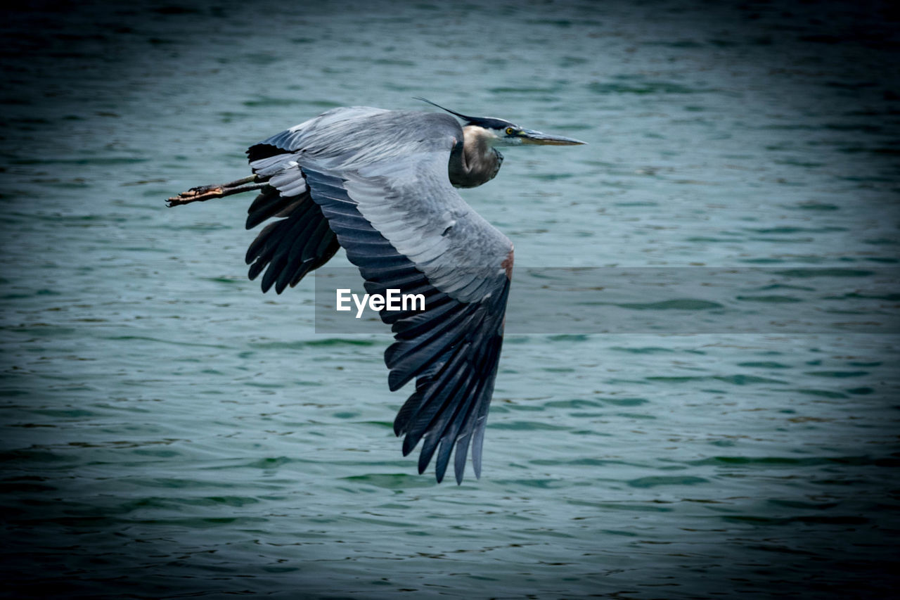 VIEW OF HERON FLYING OVER LAKE