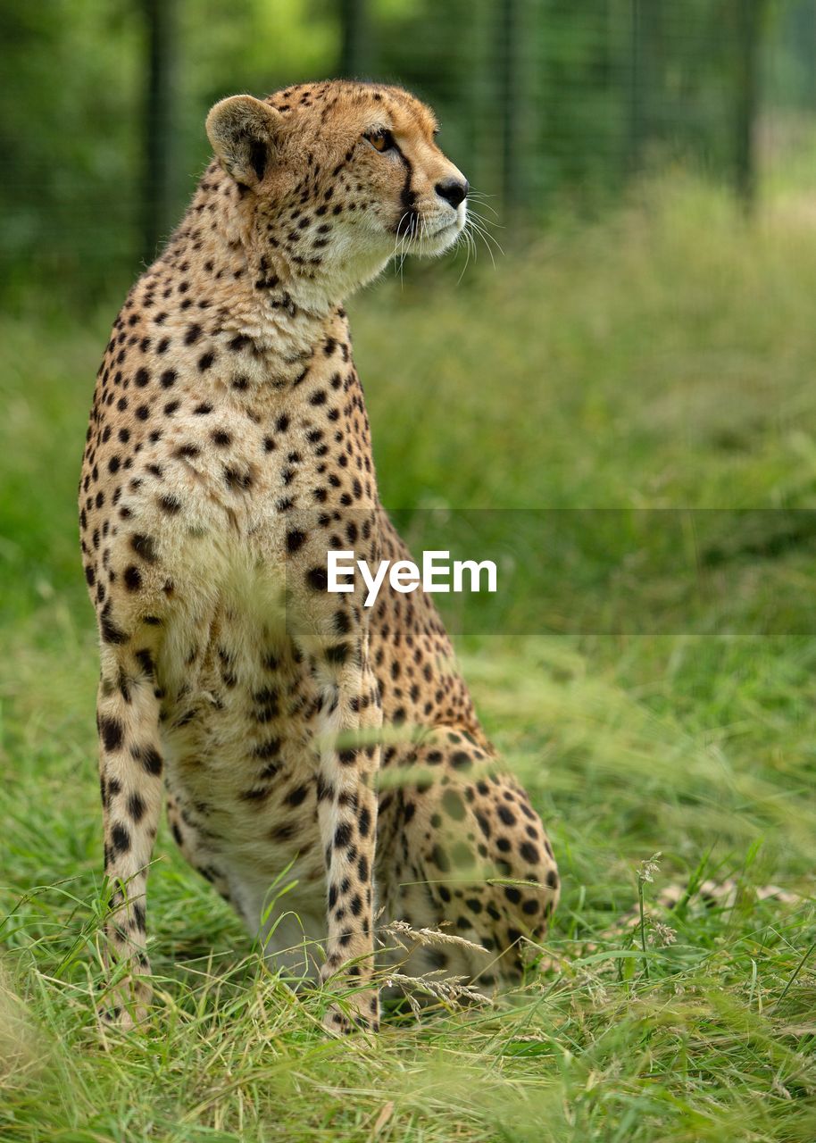 Cheetah posing at the zoo