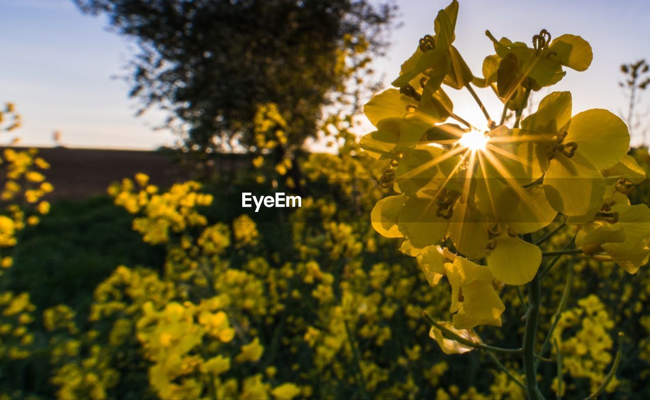 CLOSE-UP OF YELLOW FLOWER AGAINST SKY