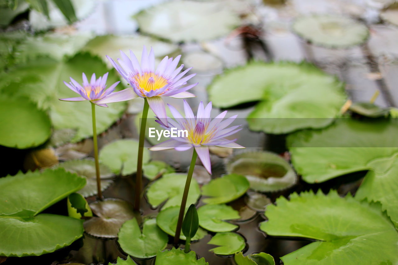 Close-up of lotus water lily blooming in pond