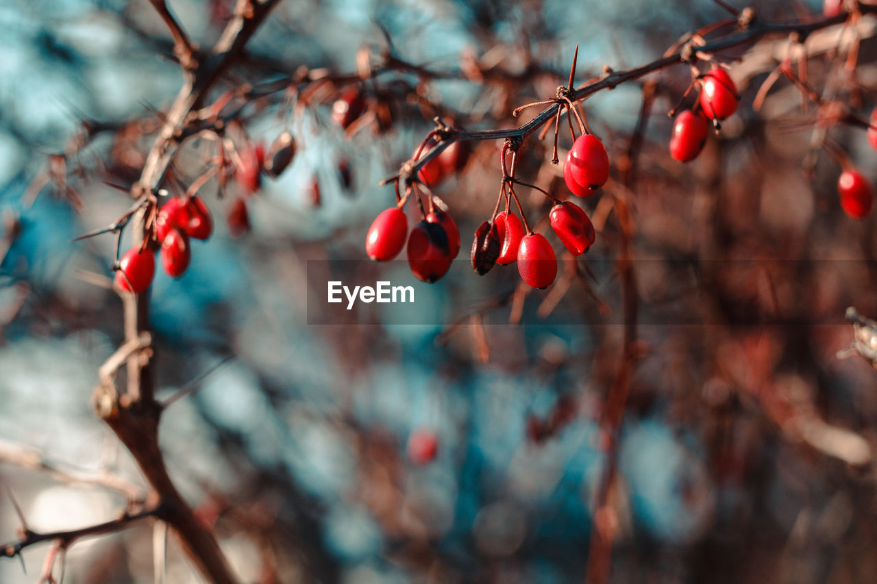 Close-up of berries growing on tree