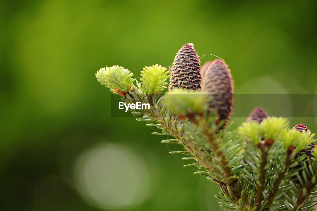 Close-up of plant