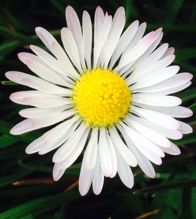 CLOSE-UP OF WHITE DAISY FLOWERS