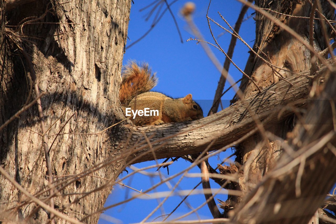 Low angle view of bare tree against clear blue sky