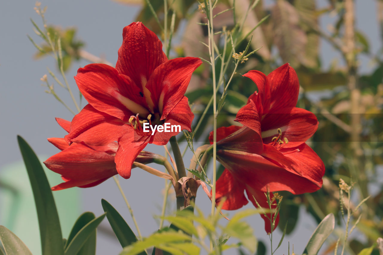 CLOSE-UP OF RED FLOWER