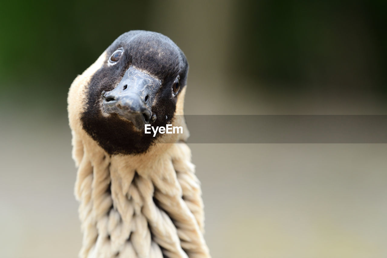 Head shot of a hawaiian goose 