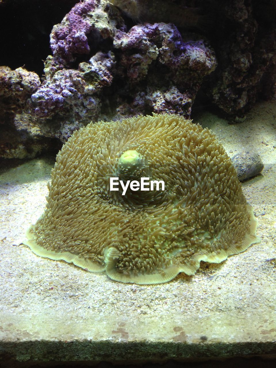 High angle view of giant elephant ear coral undersea