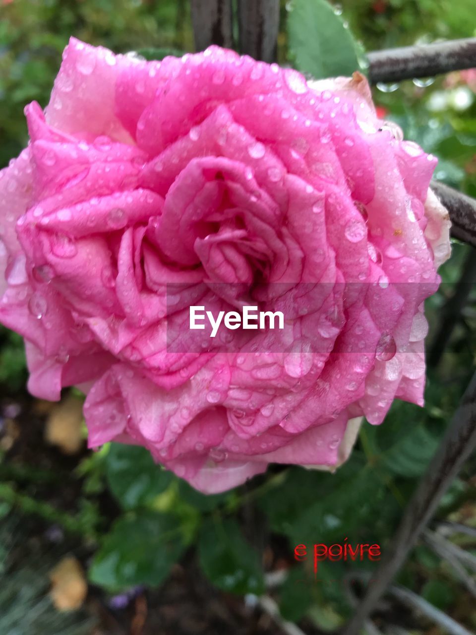 CLOSE-UP OF PINK ROSE BLOOMING OUTDOORS