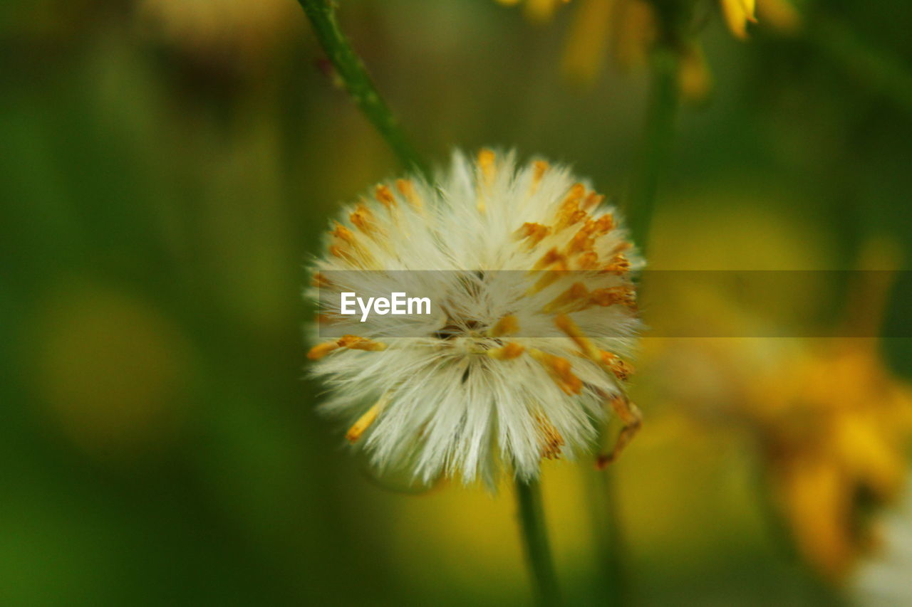 CLOSE-UP OF WHITE DANDELION