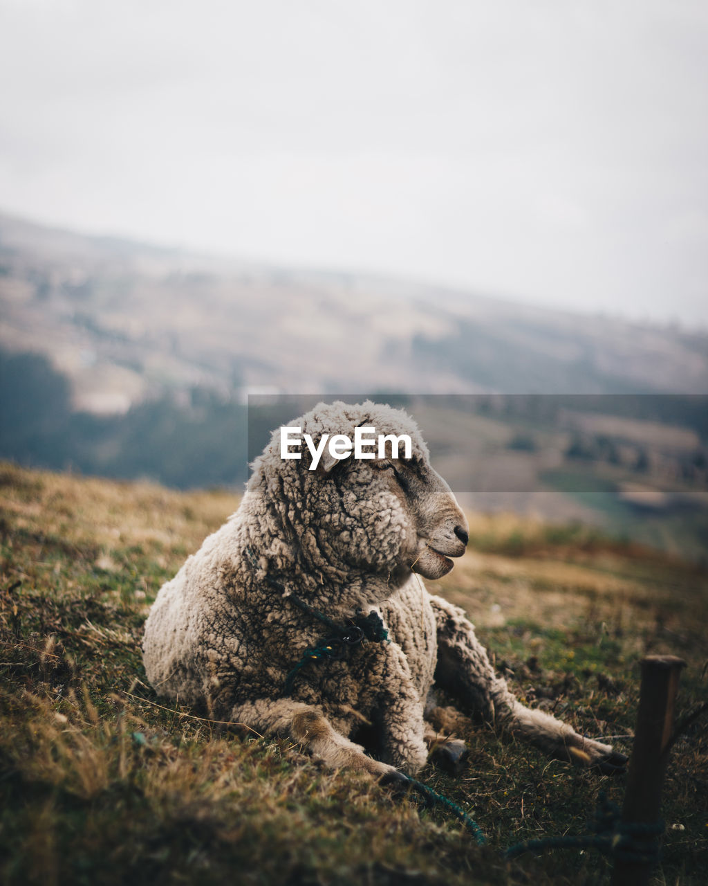 Sheep laying in the field with mountains behind 