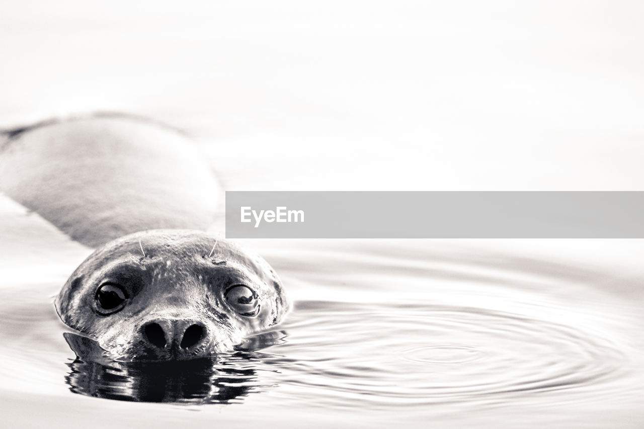 CLOSE-UP OF TURTLE IN WATER