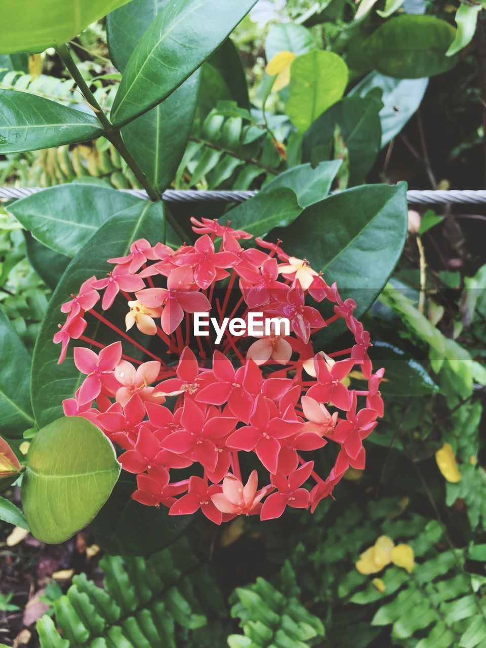 CLOSE-UP OF RED FLOWER BLOOMING OUTDOORS